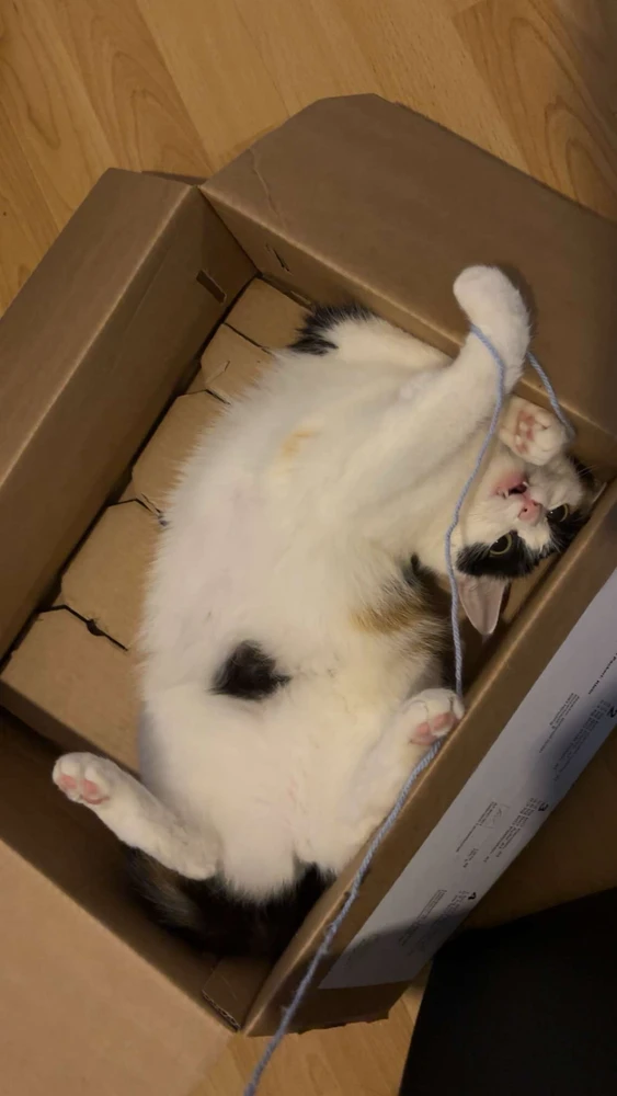 GIF hochgeladen von Mel