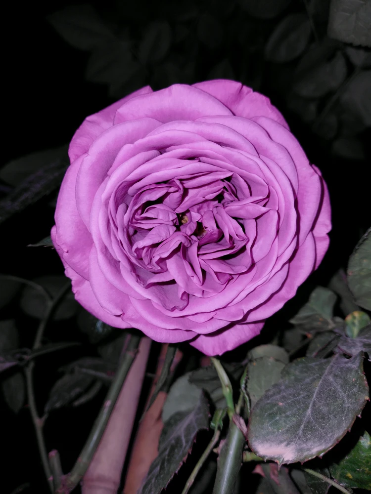 Image uploaded by Dar