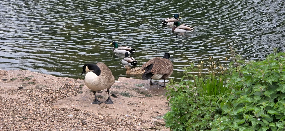 Duck life