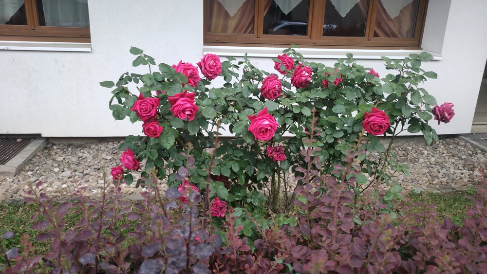 Image uploaded by Nathalie