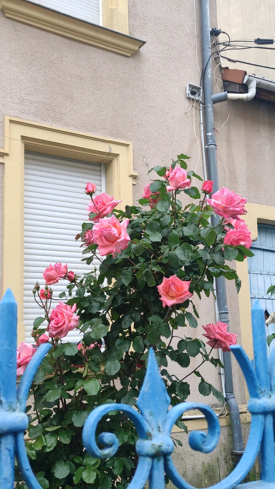 Image uploaded by Nathalie