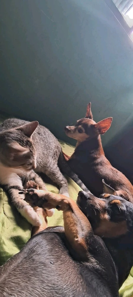 GIF enviado por Verônica