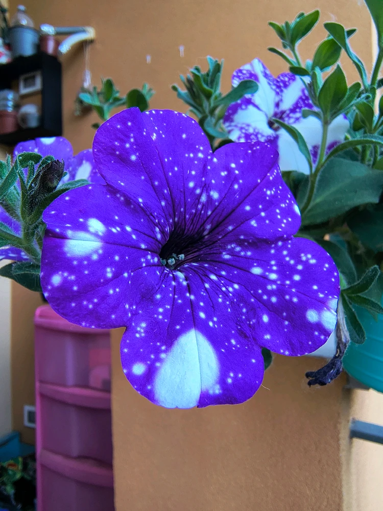GIF uploaded by Elvira