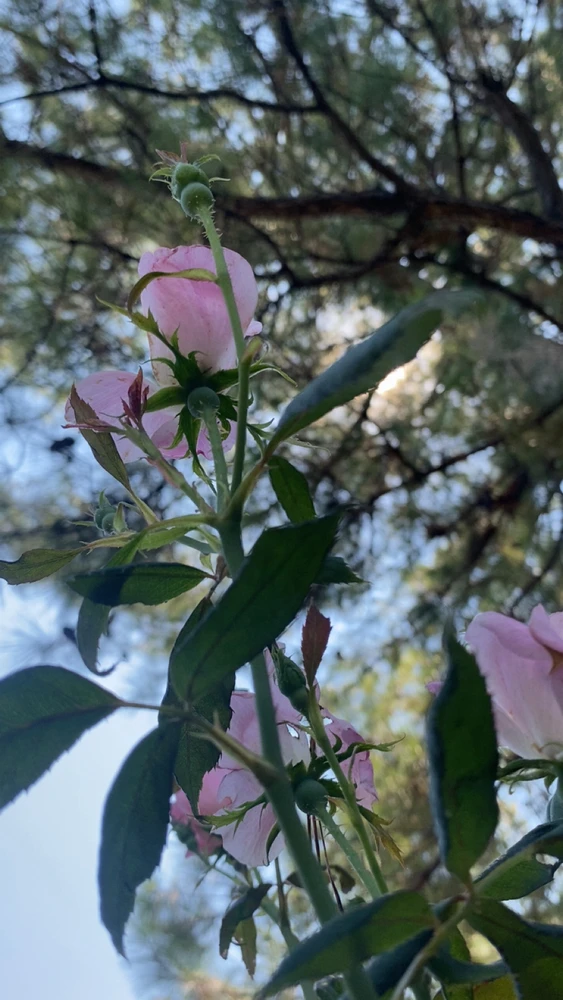 Image uploaded by Breyhana