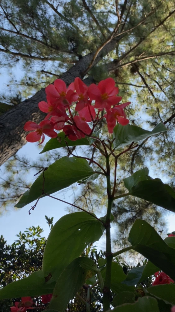 Image uploaded by Breyhana