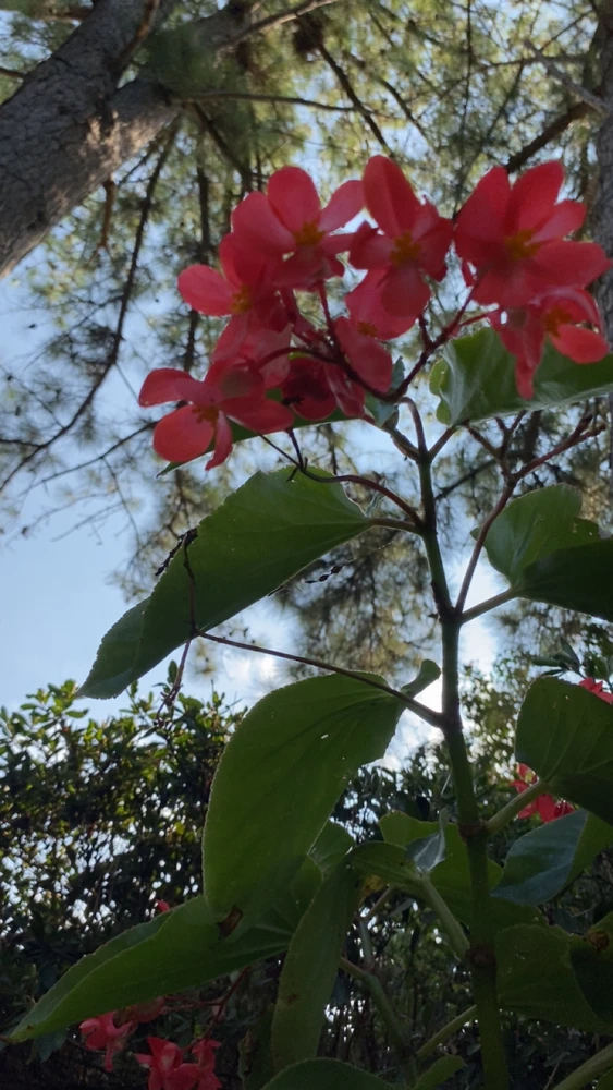 Image uploaded by Breyhana