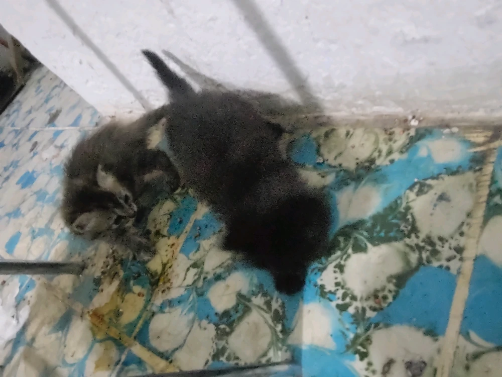 GIF uploaded by Brandon
