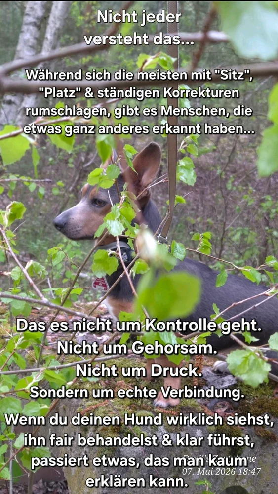 GIF hochgeladen von Devil