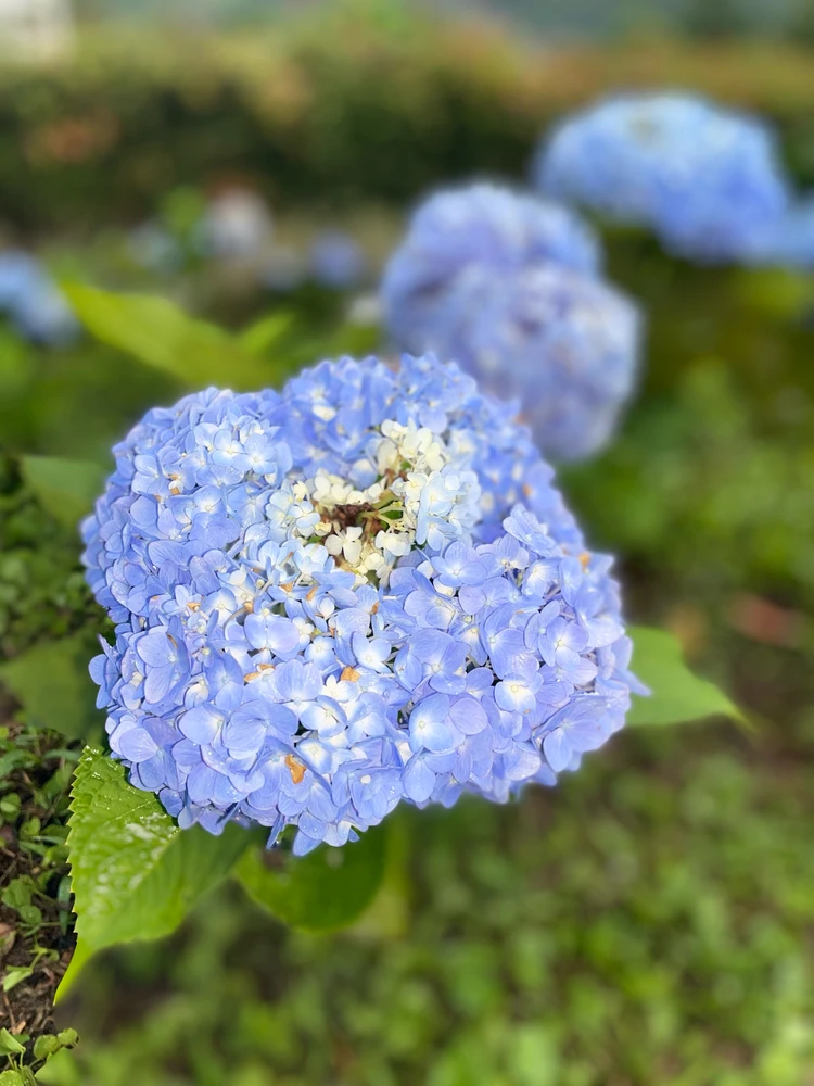 Image uploaded by Early