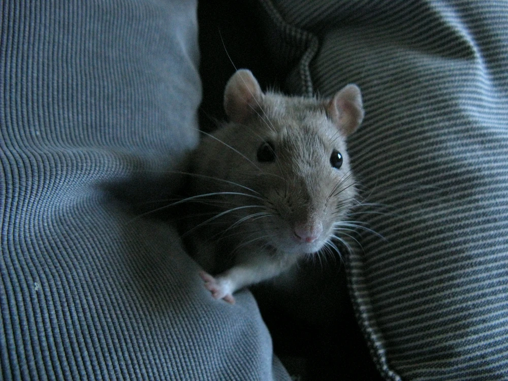GIF uploaded by sev