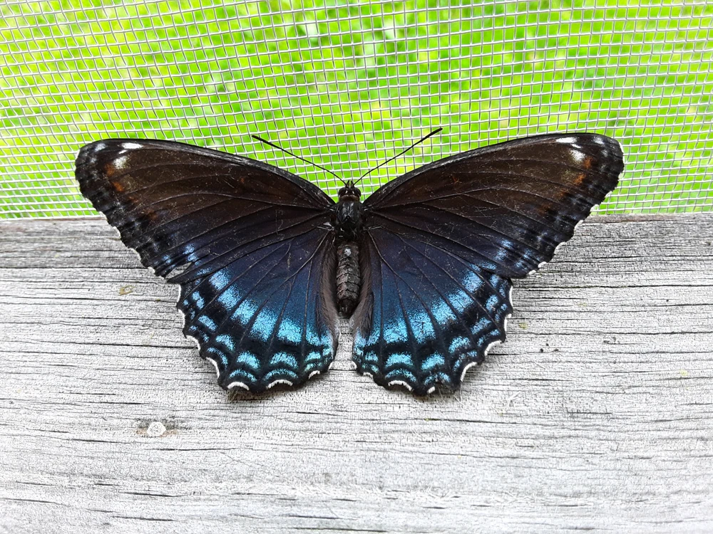 I honestly am eternally grateful for this photo because this was honestly a very rare opportunity to be that close.