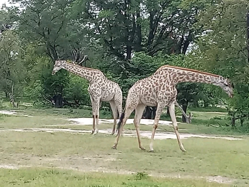 GIF uploaded by Quins Liz