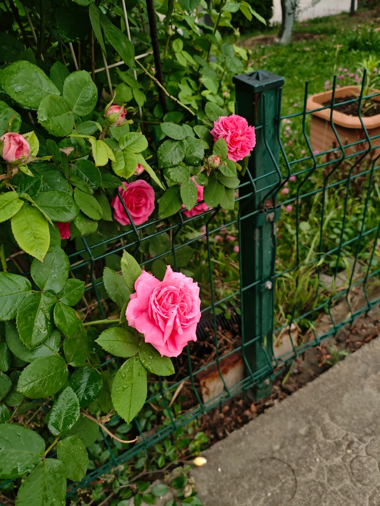 Image uploaded by joudi