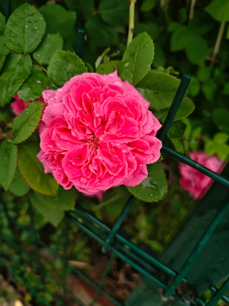 Image uploaded by joudi