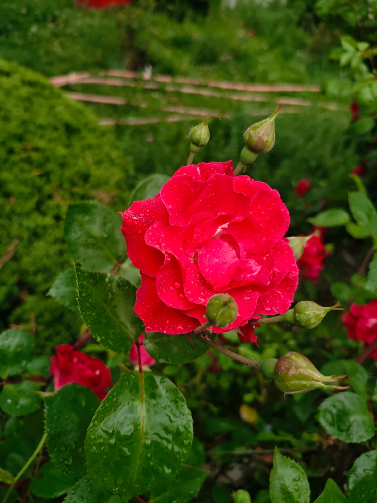Image uploaded by joudi