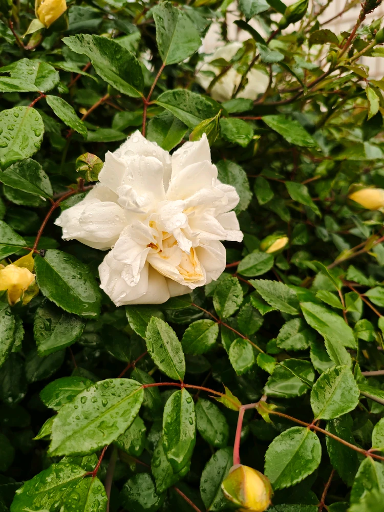 Image uploaded by joudi