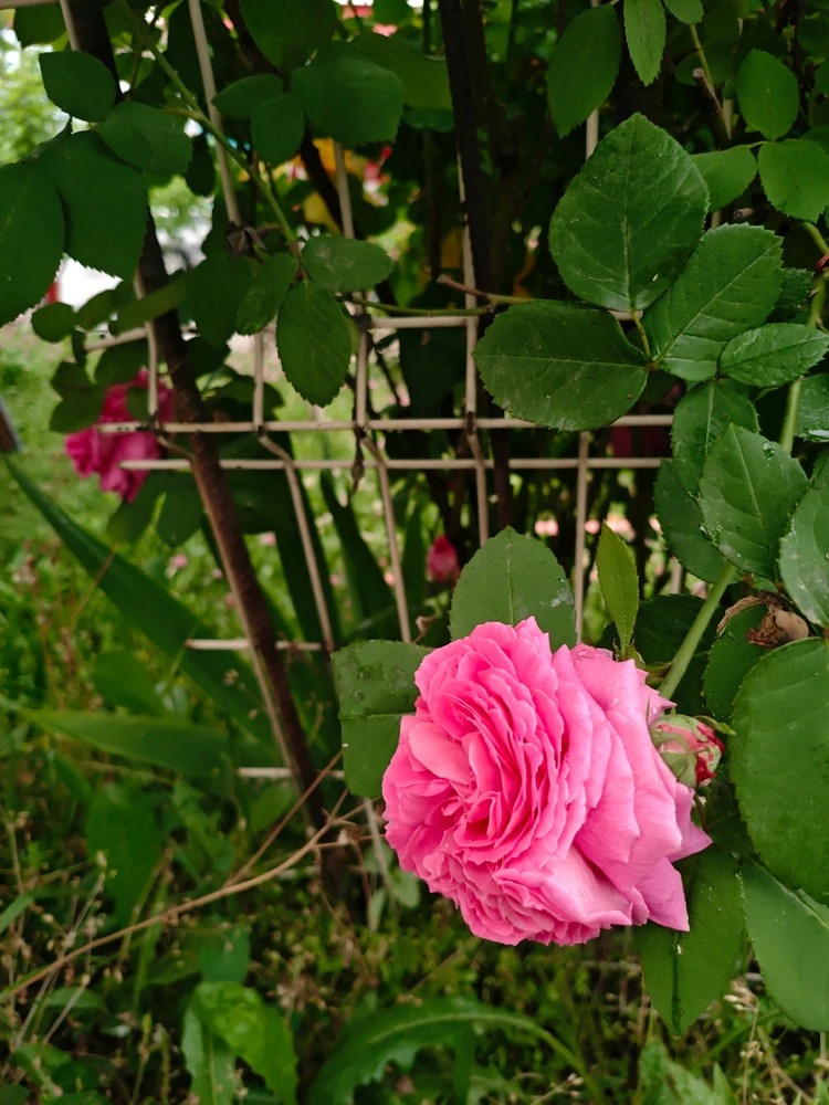 Image uploaded by joudi