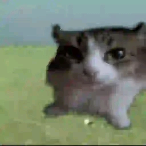 GIF uploaded by Matheus