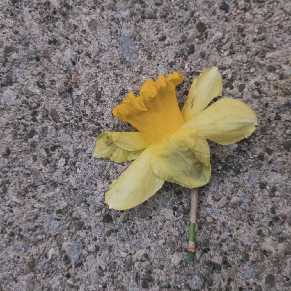 Image uploaded by Gram