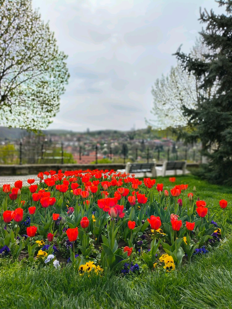 Image uploaded by Sorin