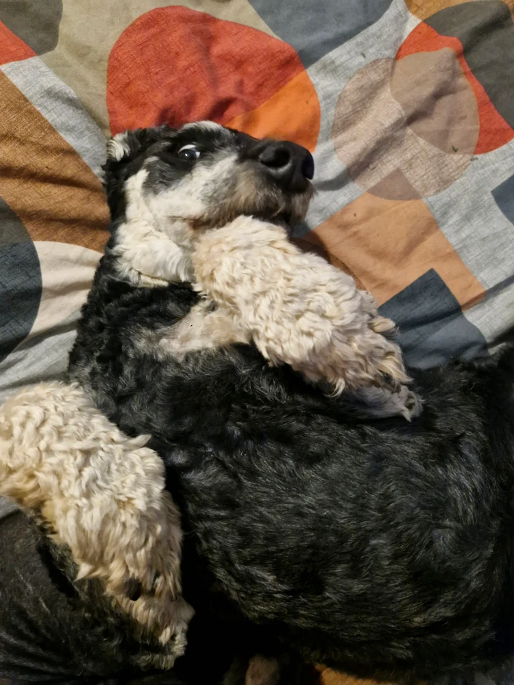 GIF uploaded by Cori