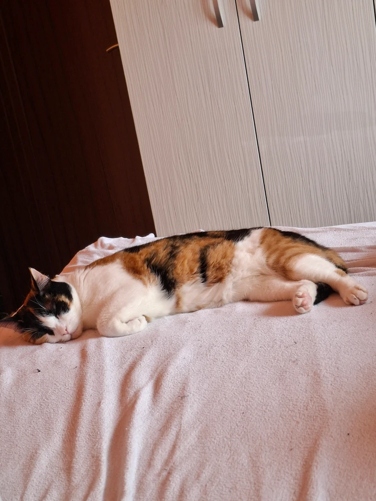 GIF încărcat de Korin
