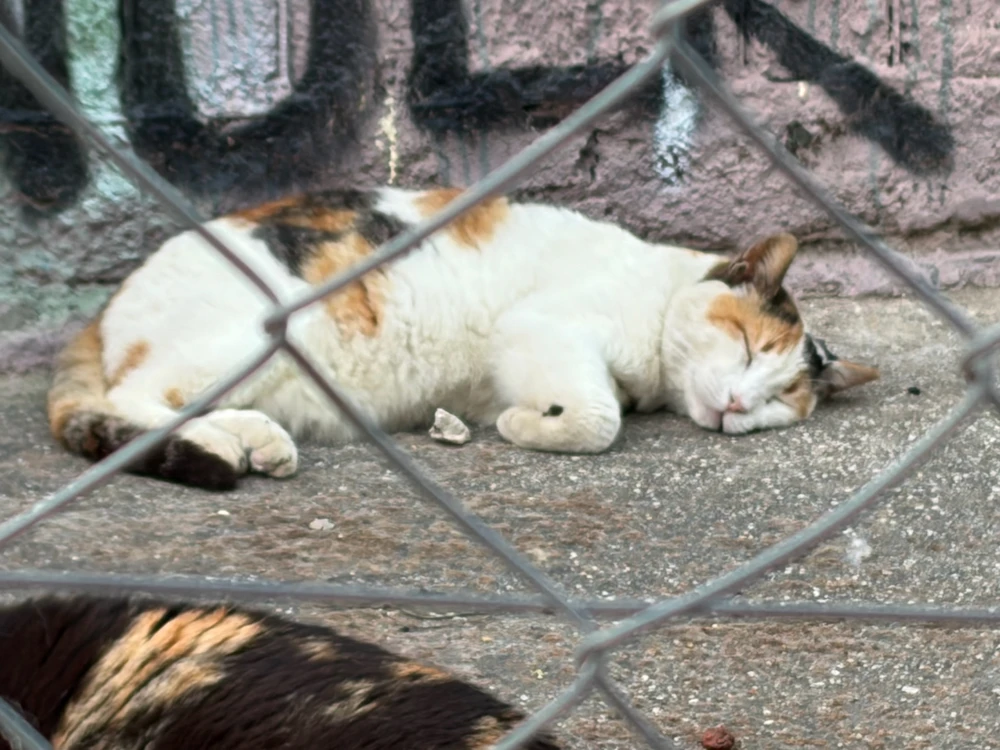 Image uploaded by Fumi