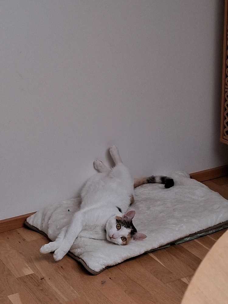 GIF uploaded by Ara