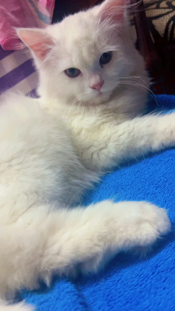 GIF uploaded by Mahaarshi