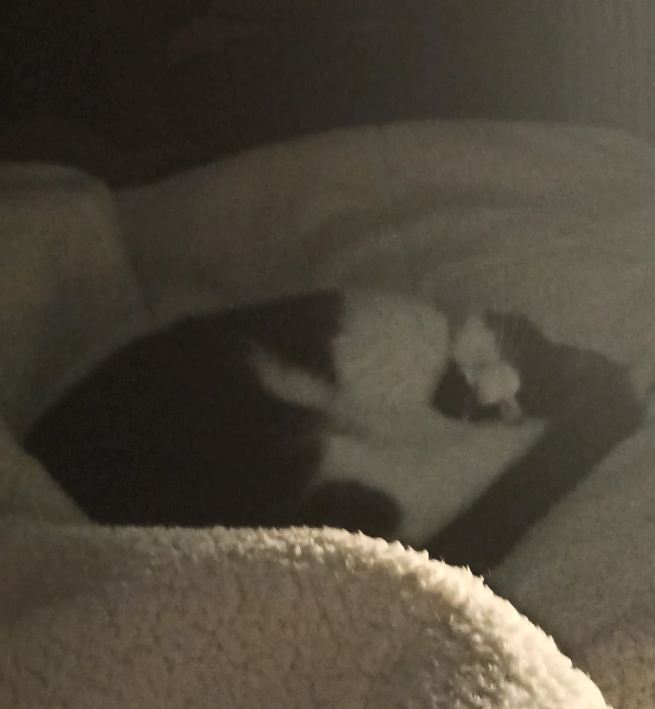 Image uploaded by Thibaud