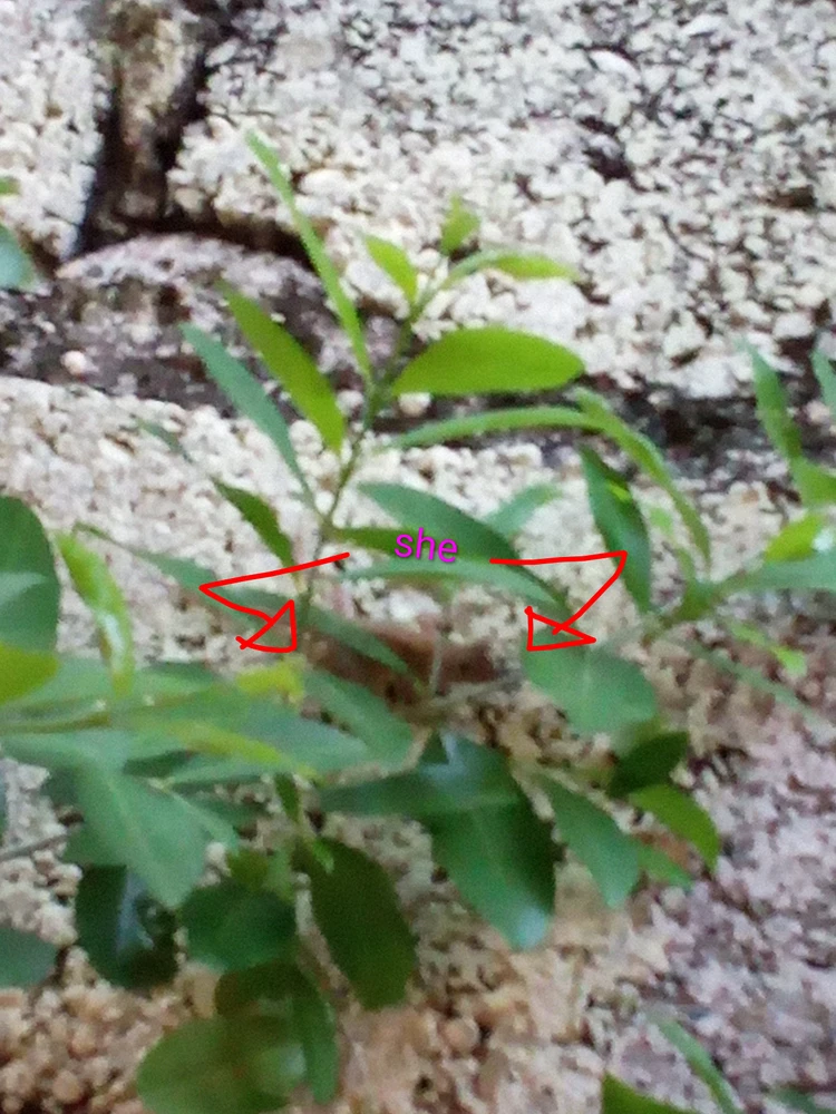 Image uploaded by Exi