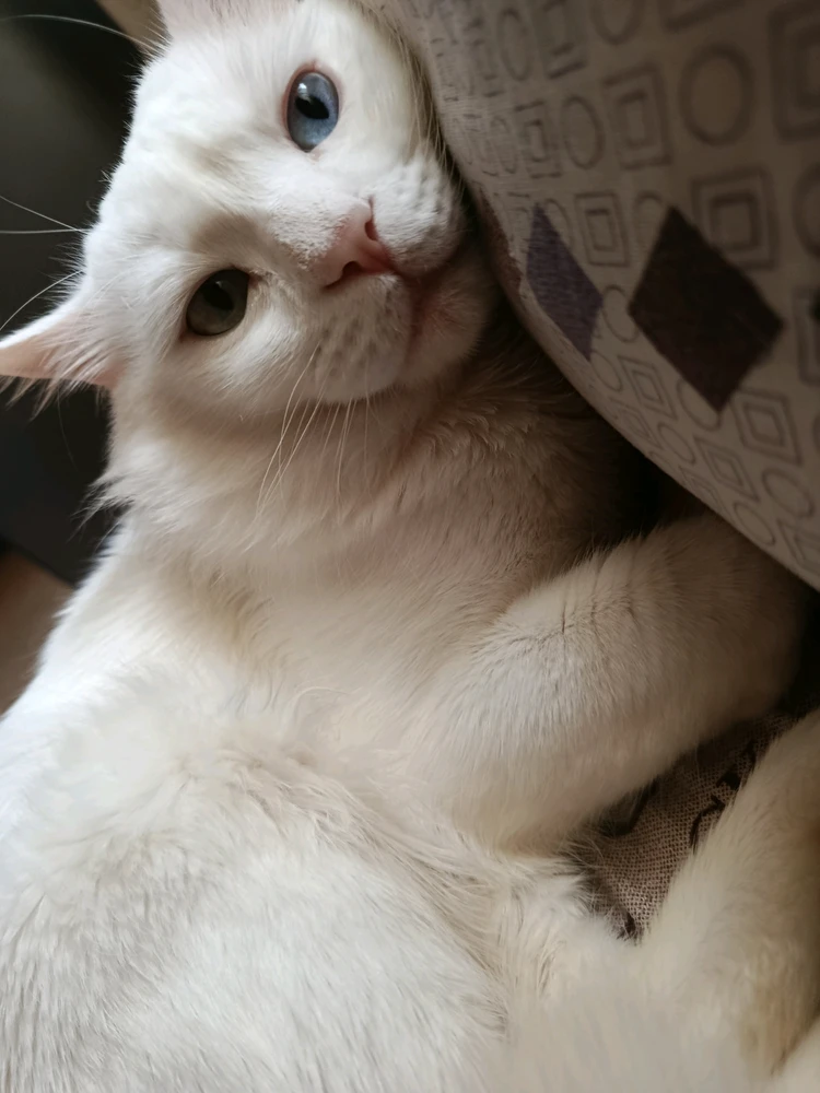 GIF uploaded by Kun iheb