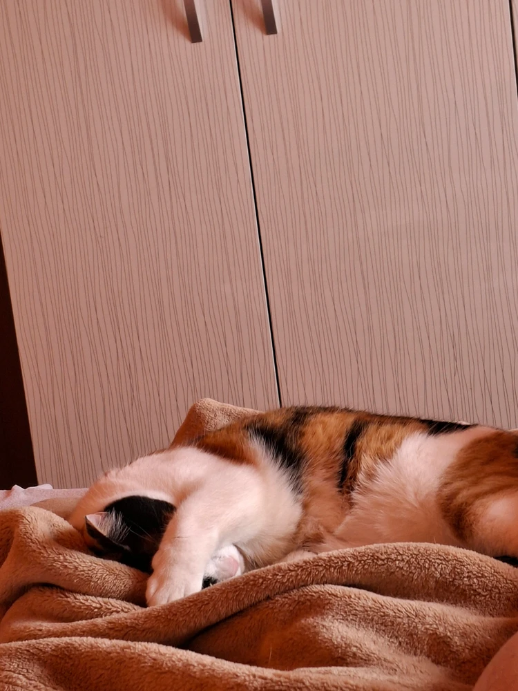 GIF încărcat de Korin