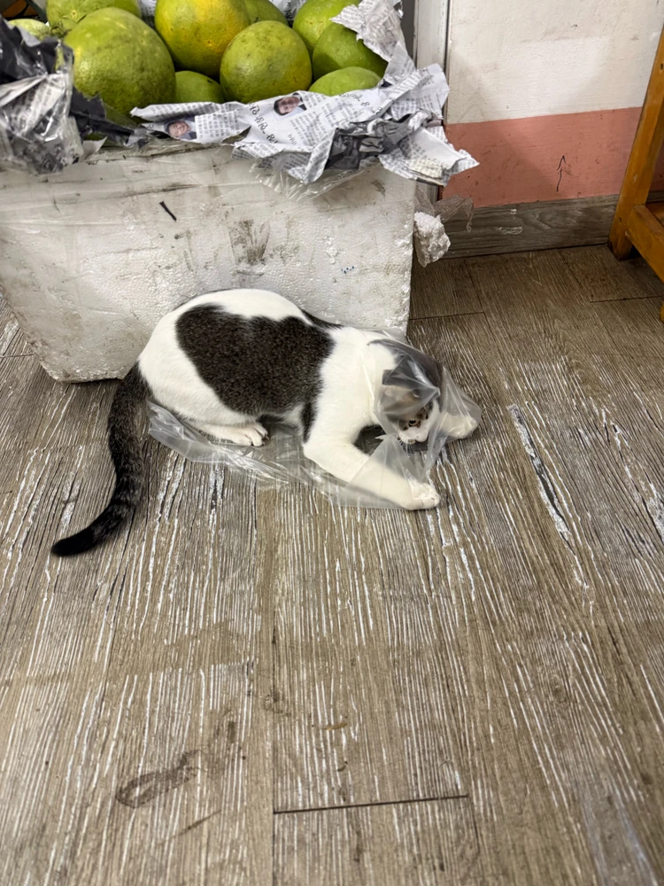 GIF được Tâm Phan tải lên