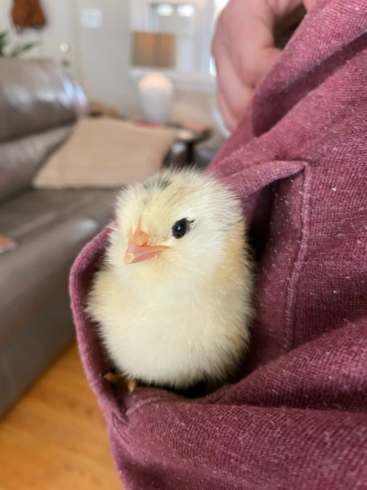 GIF uploaded by Chase