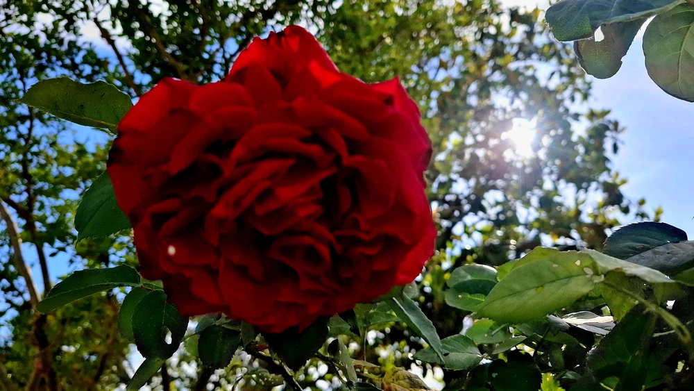 GIF uploaded by Marcos