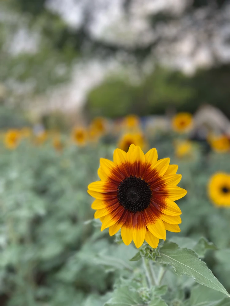 Image uploaded by Jerah 🌻