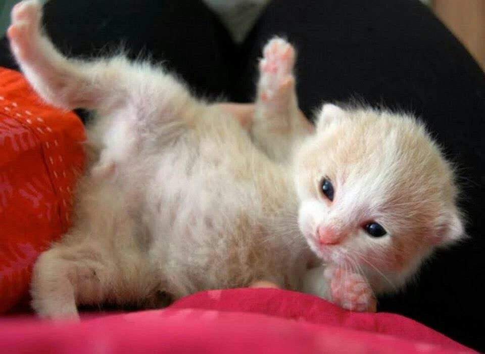 GIF uploaded by Pavlichenko