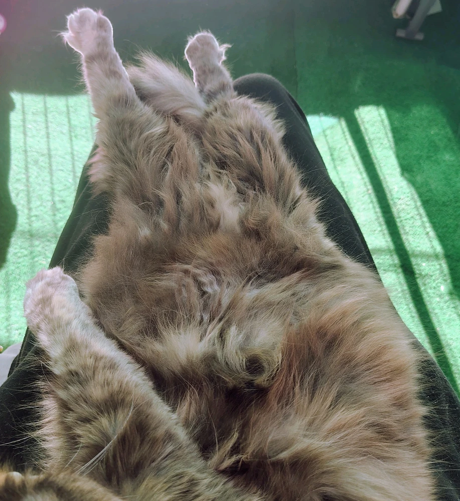 GIF uploaded by Sirius