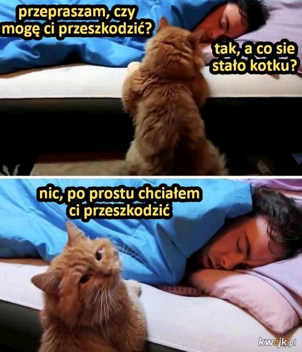 GIF dodany przez Adam