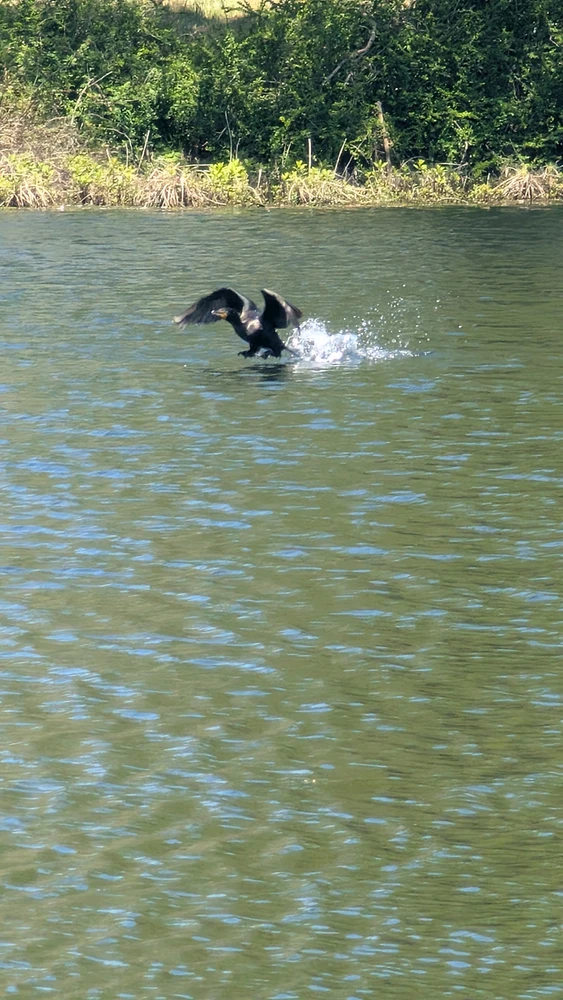 GIF uploaded by Jules