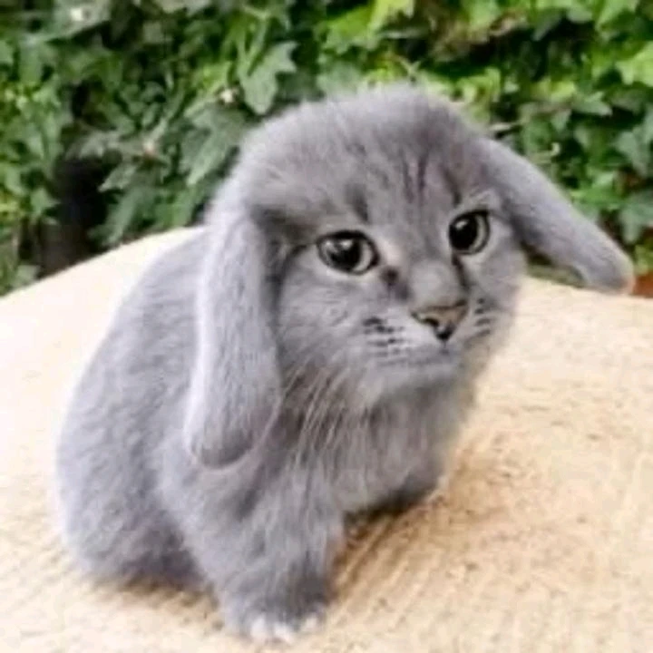 GIF uploaded by Rafael