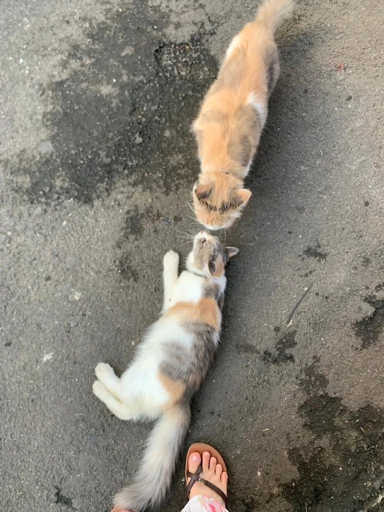 GIF uploaded by Keke