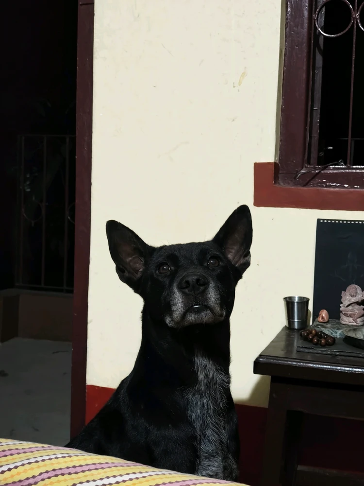 Image uploaded by Megh