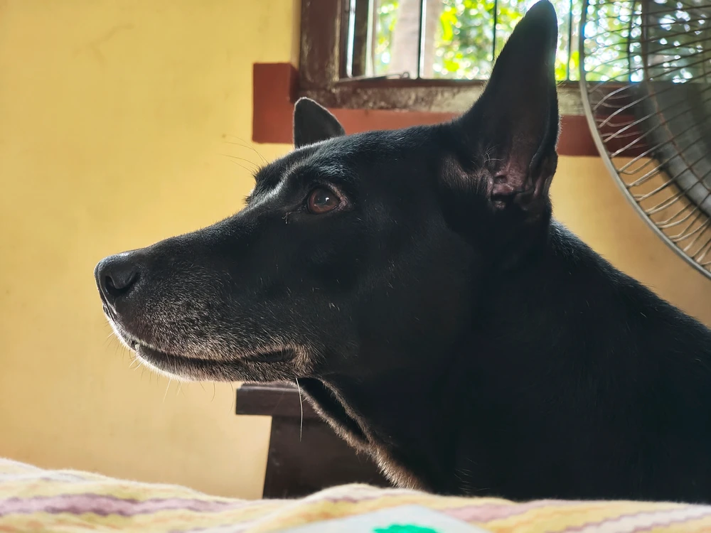 Image uploaded by Megh