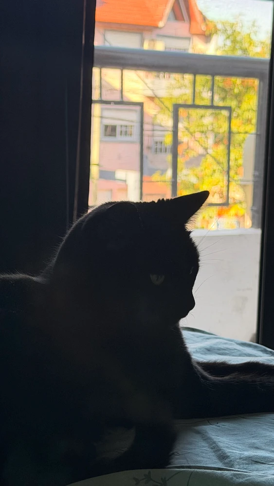 GIF subido por Ivo