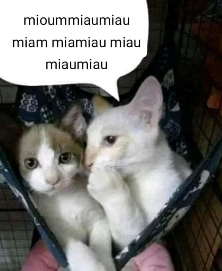 Image uploaded by Lara Eduarda