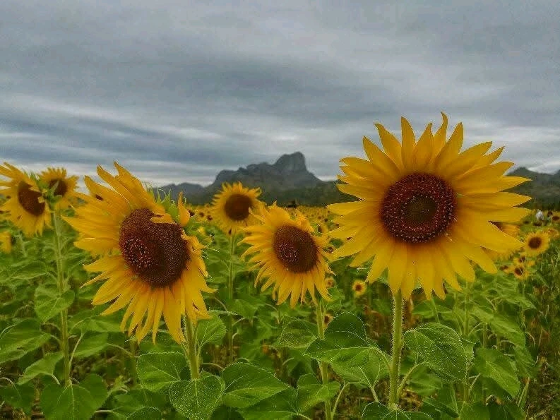 Image uploaded by ANNA