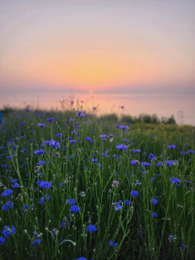 Image uploaded by Alien