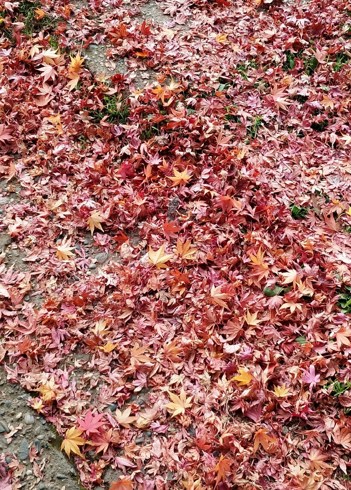 GIF uploaded by Cota